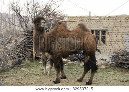 Bactrian Camel And Baby Camels Stand And Working Inside Cage Waiting Travelers People Riding At Hund
