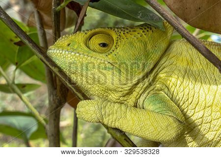 Green Chameleon - Chamaeleo Calyptratus ,wild Nature Madagascar