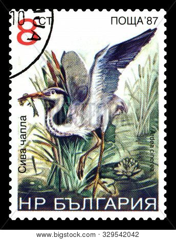 Stavropol, Russia - October 24, 2019: A Stamp Printed By Bulgaria Shows   Bird Frank Gray, Andrea Ci