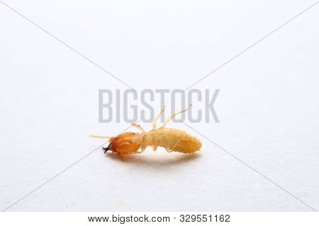Termites Die On The White Background. House-breaking Insects .