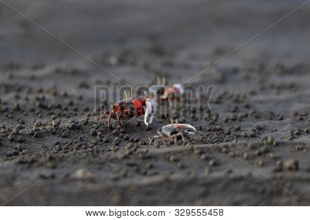 Uca Vocans, Fiddler Crab Walking In Mangrove Forest At Bassien Beach Mumbai  Maharashtra India.