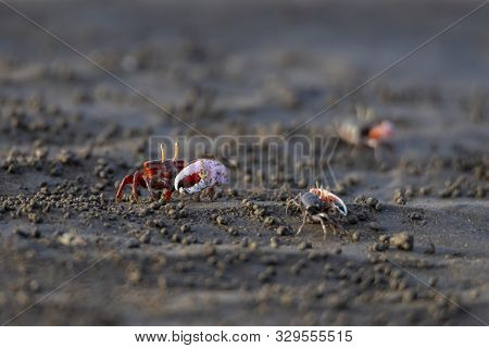 Uca Vocans, Fiddler Crab Walking In Mangrove Forest At Bassien Beach Mumbai  Maharashtra India.