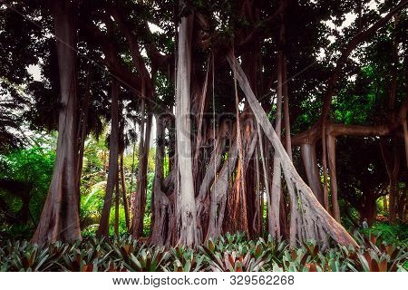 Ficus Macrophylla F. Columnaris, La Estrategia Del Gigante, Giant Trees Growing In Tropical Parc
