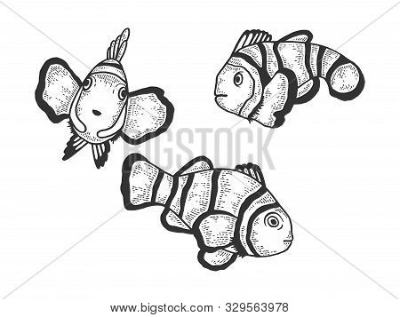 Clown Fish Amphiprion Sketch Engraving Vector Illustration. T-shirt Apparel Print Design. Scratch Bo