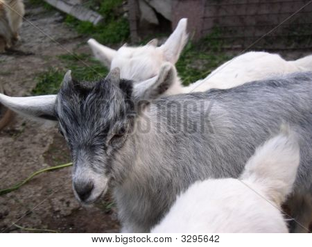 Capra