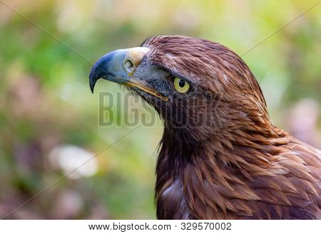 Portrait of a golden eagle with a disquieting gaze