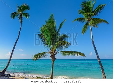 Beautiful Caribbean Landscape With Palm Tree On The Beach