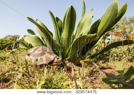 A Fairly Large Tortoise Under A Plant With Flat Green Leaves. Some Orange And White Daisies Between 