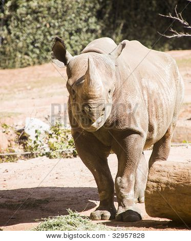 Rhinocerous geradeaus