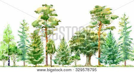 Seamless Border Of A Oak,birch,pine,spruce.deciduous And Conifers Tree.watercolor Hand Drawn Illustr