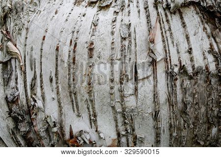 The Bark Of Betula Platyphylla, The Japanese White Birch - Texture Or Background Large Copy Space