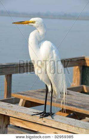 Airone bianco