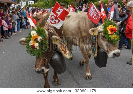 Farmers With A Herd Of Cows On The Annual Transhumance At Engelberg On The Swiss Alps