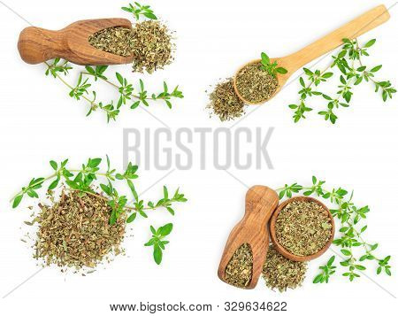Set Or Collection Dried Thyme Leaves With Fresh Thyme Isolated On White Background