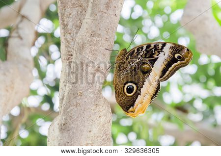 Owl Butterfly (caligo), Peculiar Tropical Insect With Delicate Mimetic Patterns