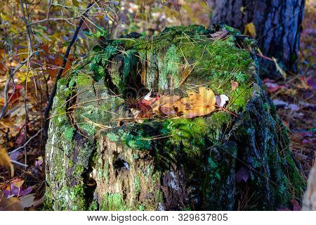 Colorful Stump With A Yellow Leaf - Fall In Canada