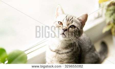 Lovable Scottish Fold Cat Window Plant Happy