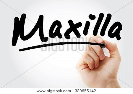 Hand Writing Maxilla With Marker, Concept Background