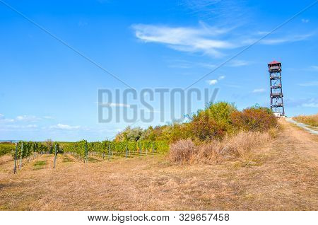 Autumn Landscape And The Rows Of Vineyards By Village Pritluky In South Moravia, Czech Republic. Loo