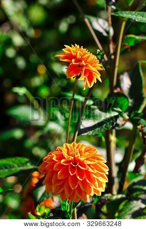 Flower Of The Dahlia Wigo Super In Late Summer And Autumn
