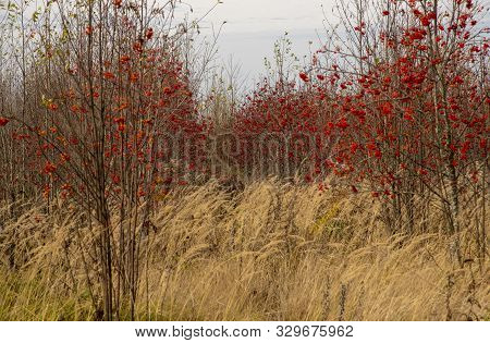 In The Middle Of The Golden Feather Grow Red Rowan On The Background Of The Cloudy Foggy Sky.