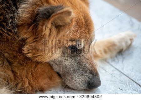 Close-up And Dportrait On The Head Of An Old German Dirty Shepperd Resting On The Floor