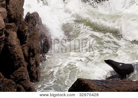 Otaria orsina della Nuova Zelanda, Arctocephalus forsteri