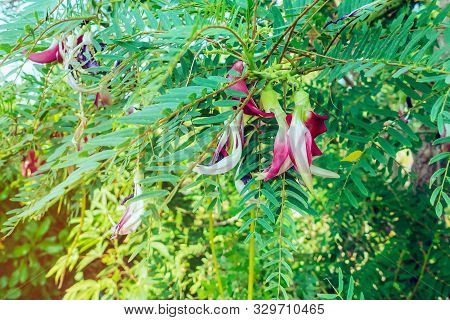 Close Up To Red Agasta Flower (scientific Name: Sesbania Grandiflora) Beautiful Flowers Hanging On T