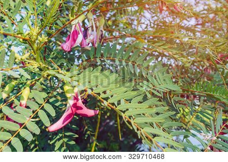 Close Up To Red Agasta Flower (scientific Name: Sesbania Grandiflora) Beautiful Flowers Hanging On T