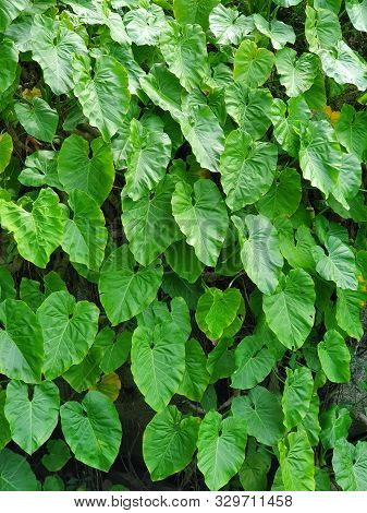 Tropical Green Xanthosoma Plants For Decorating A Garden