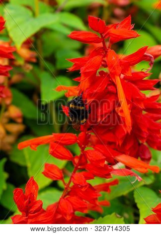 Bumblebee Sits On A Flower In A Summer Park