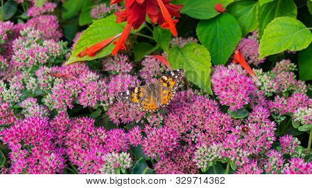 Butterfly Sits On Flowers In A Park In Summer
