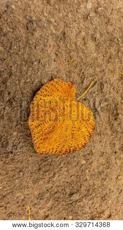 Fallen Leaves In The Park In Early October