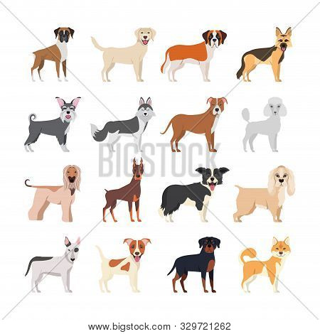 Bundle Of Dog Breeds Group Vector Illustration Design