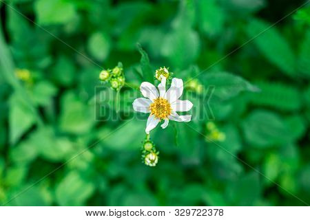 Close Up Wild White Flowers In The Field