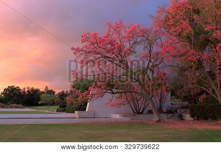 The Sun Sets In Front Of Blossoming Trees At The Arboretum In Arcadia, California