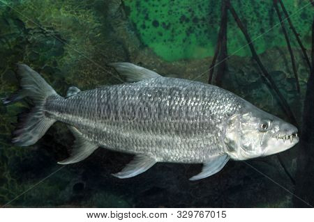 Hydrocynus Goliath The African Tigerfish,  Close Up Photo Showing Its Large Sharp Teeth While Swimmi