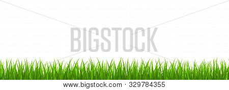 Fresh Green Grass Border. Vector Illustrastion . Template For Your Design