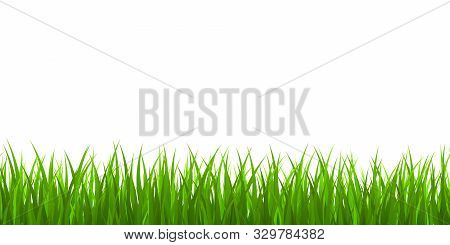 Fresh Green Grass Border. Vector Illustrastion . Template For Your Design