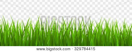 Fresh Green Grass Border. Vector Illustrastion . Template For Your Design