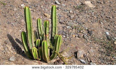 The Cardon (euphorbia Canariensis) Plant Symbol Of Gran Canaria.