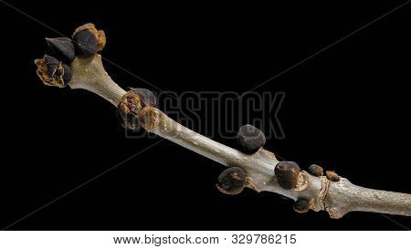 Branch With Buds Of An Ash Tree (fraxinus Excelsior)(esche)