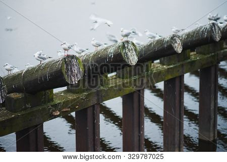 River Dam On The Vltava River In Prague From Wooden Logs. Many Gulls Are Sitting On The Wooden Parts