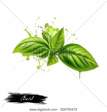 Basil Leaves Graphic Illustration. Basil Or Ocimum Basilicum, Also Called Great Basil Or Saint-josep