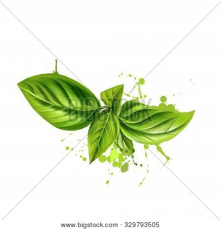 Basil Leaves Graphic Illustration. Basil Or Ocimum Basilicum, Also Called Great Basil Or Saint-josep