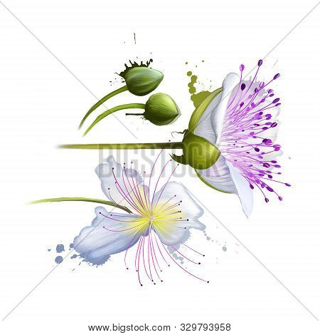 Capparis Spinosa, Caper Bush, Flinders Rose, Perennial Plant That Bears Rounded Leaves And Large Whi