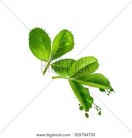 Fenugreek. Shambala. Helba. Fenugreek Trigonella Foenum-graecum, Medicinal Plant. Annual Plant In Fa
