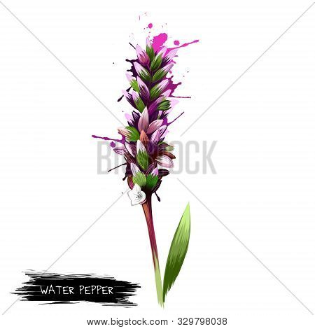 Water-pepper, Water Pepper Or Marsh Pepper Knotweed Persicaria Hydropiper, Polygonum Hydropiper. Wat