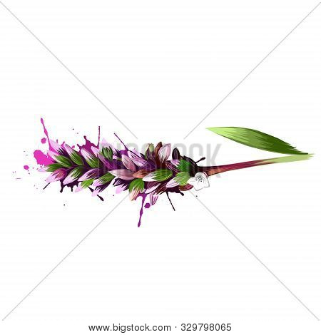 Water-pepper, Water Pepper Or Marsh Pepper Knotweed Persicaria Hydropiper, Polygonum Hydropiper. Wat