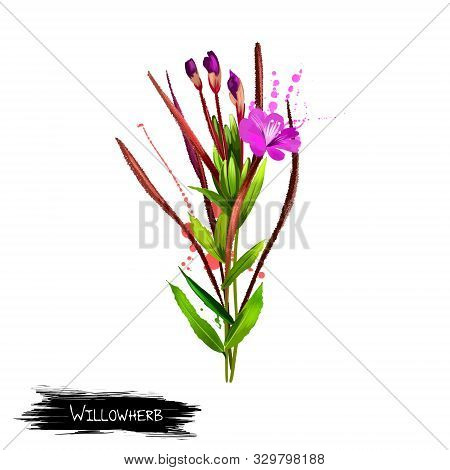 Willowherb Epilobium Flower Plant Isolated On White. Dry Fermented Tea Of Fireweed Chamerion Angusti